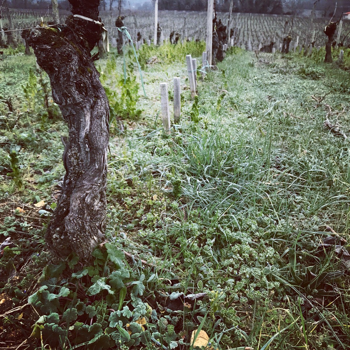 Frosty in #lafauconnerie vineyard this morning #dormantvines @bordeauxwines #thewinebuff