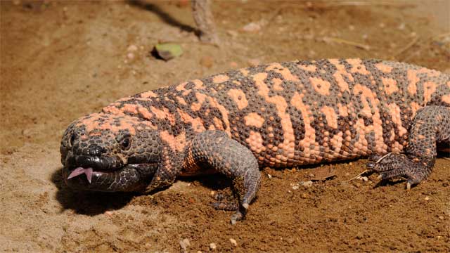 未開封】アメリカドクトカゲ 根付 05a6901566f4626cea4a677b6d9b42