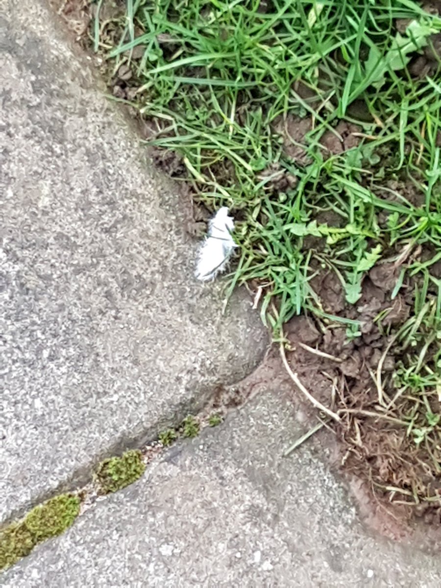 helliwell_katie's tweet photo. How often do you receive a white feather? This little beauty was outside my house yesterday ❤ I smiled and thanked spirit #whitefeather #feathers #signsfromabove  #Angels https://t.co/dJ0CE48RE4