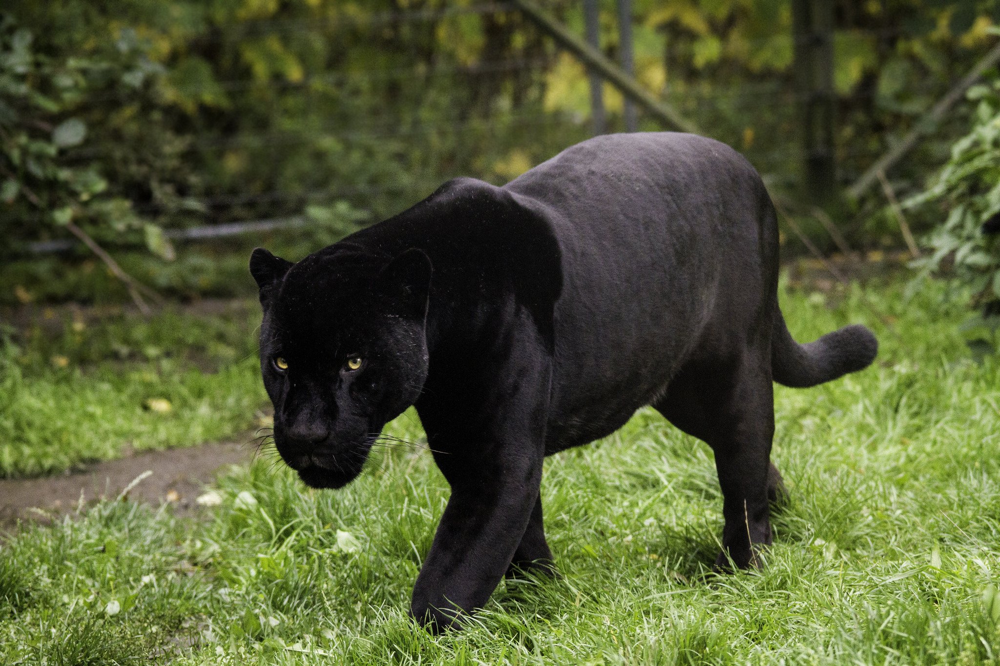 海外限定　all about black panthers 海外限定 all about black panthers 海外限定 all about black