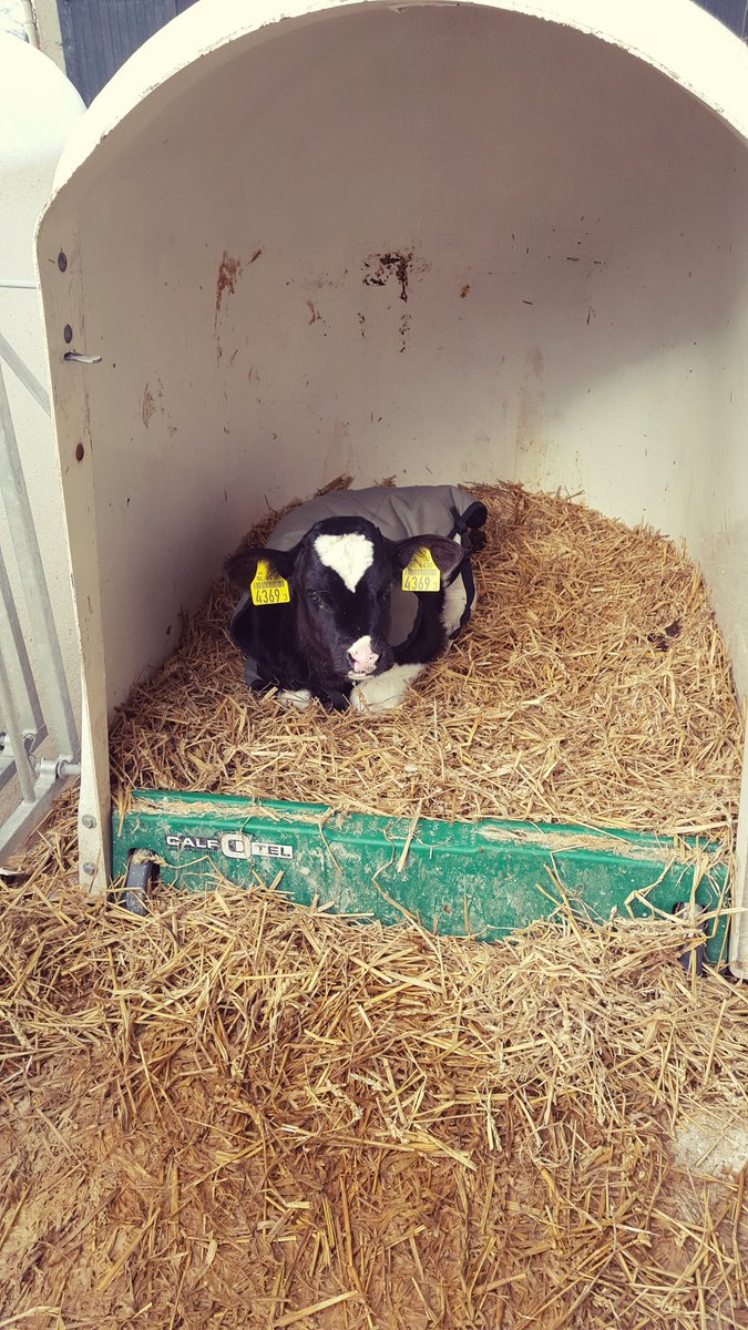 HiddeHoetink's tweet photo. Hebben jullie het ook zo koud? Dit kalfje had het ook wat koud en natuurlijk heeft de boer waar ik was dit in de gaten. Lekker een dekentje op en hij ligt er weer warmpjes bij. #kalverliefde @ZLTO https://t.co/uICktUsR2u