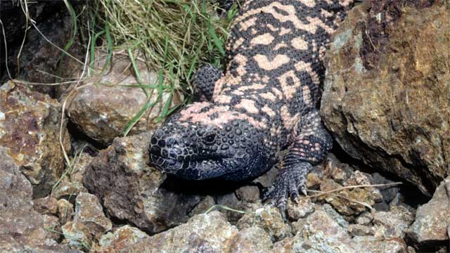 تويتر 東京ズーネット 公式 على تويتر 発見者はアメリカの科学者ジョン エン博士 いろいろな動物のホルモンを研究していたところ ある種のヘビやトカゲのもつ毒成分が膵臓に炎症を引き起こすという論文に遭遇 膵臓はインスリンを作る臓器 博士はアメリカ