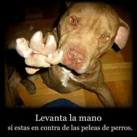 guardiacivil's tweet photo. Las peleas de perros organizadas son una #salvajada y además un #delito. 
Es difícil entender como hay personas que aún disfrutan viendo a dos animales destrozarse. 

          Denuncia: 👇👇👇
                 ☎ 062
   📩seprona@guardiacivil.org https://t.co/QnWWtIQWFC