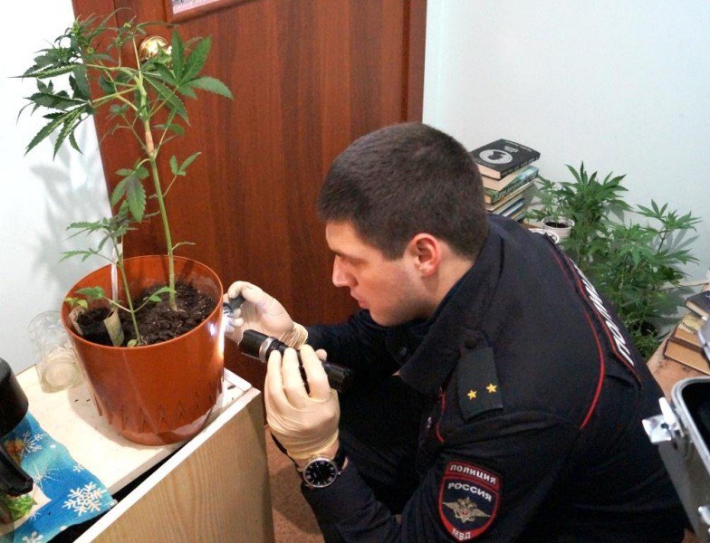 Наказание выращивание конопли Наказание выращивание конопли cfw cobra darknet gidra