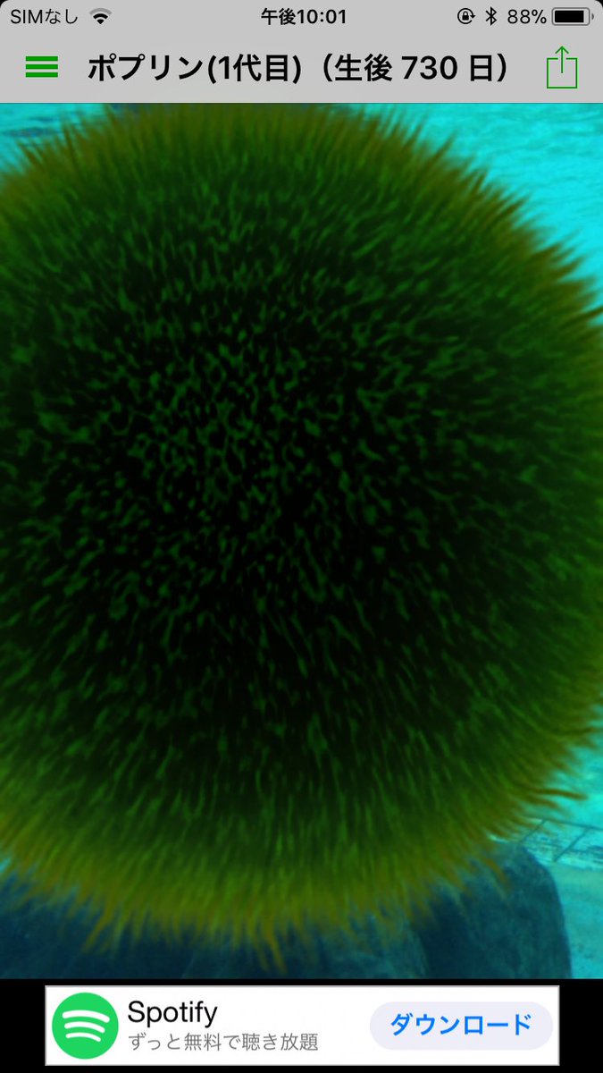 愛情込めて水換えしてきたペットのマリモ(ポプリン)が、今日で2歳になりました。苦しい時、悲しい時、楽しい時、いつも一緒にいてくれました。これからも、喧嘩するかもしれないけど、楽しく、仲良くやっていこうと思います。