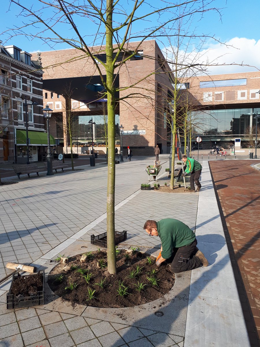 CrossmarkBreda's tweet photo. Groenblijvende planten en bloembollen aangeplant tussen boomspiegels Willemstraat: het hele jaar rond een nog mooiere / groenere uitstraling
#groeneloper #stationbreda #valkenberg https://t.co/hWNSsRnr2m