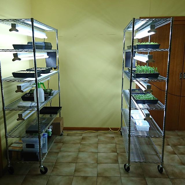 sureformsandbc's tweet image. Second microgreens tower set up #victoria #australia #microgreens #growyourown #survivalskills