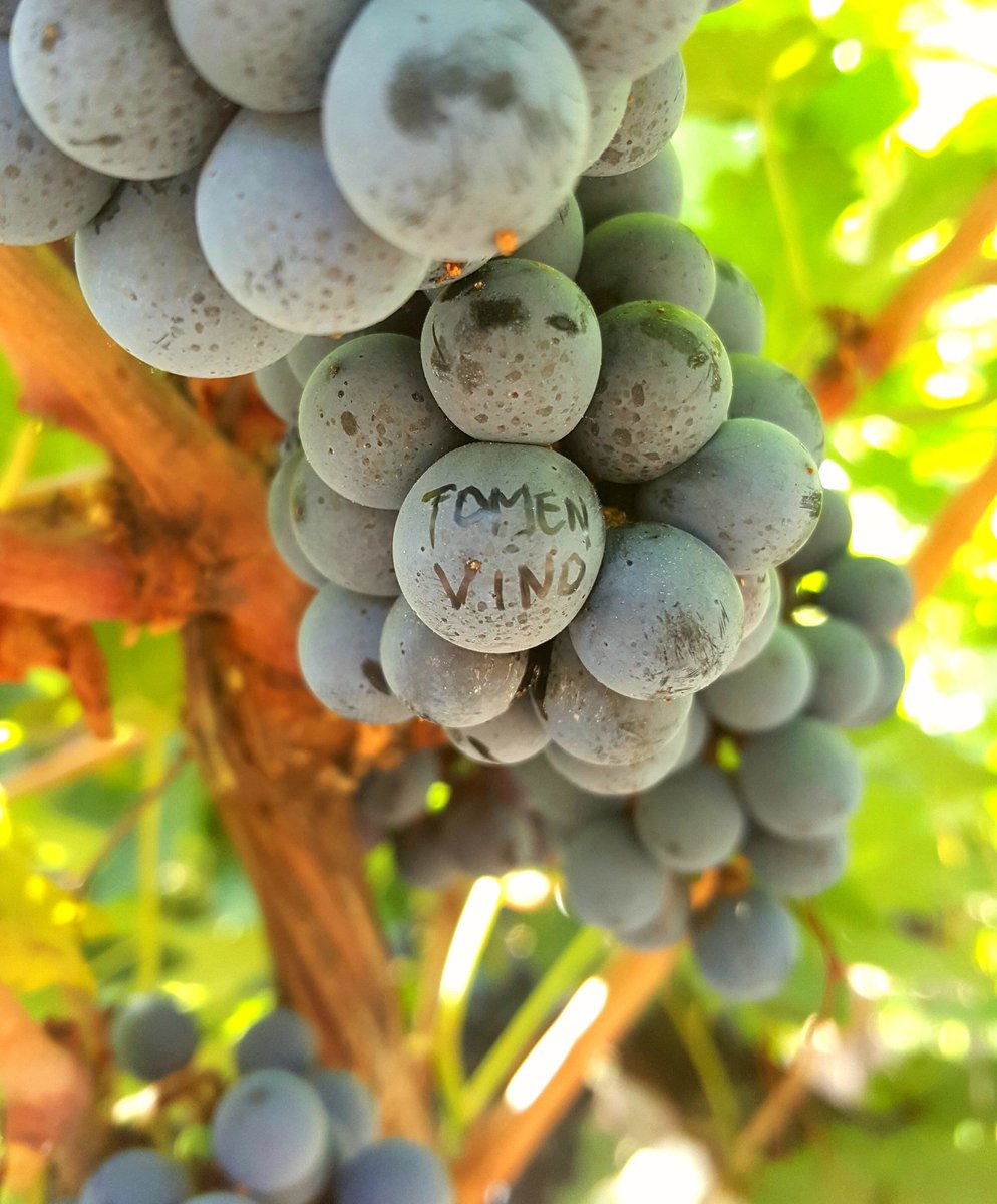 Creo que las uvas nos quieren decir algo 🤔...