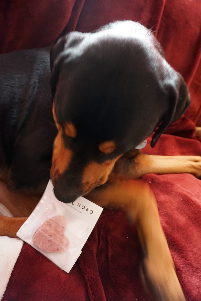 RoccoRottweiler's tweet image. #thanks @protect_my_pet for my #first box, #couldntwait to open it! #love the #biscuit from @neohandnobo its even #grainfree!