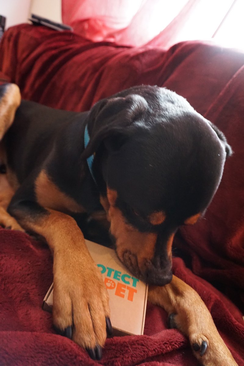 RoccoRottweiler's tweet image. #thanks @protect_my_pet for my #first box, #couldntwait to open it! #love the #biscuit from @neohandnobo its even #grainfree!