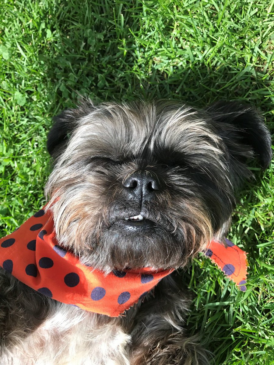 Pub dog Ted is looking rather happy to be included in Sawdays best 50 dog pubs, 
Have a look at their lovely guide to the best of Britain

inews.co.uk/inews-lifestyl…