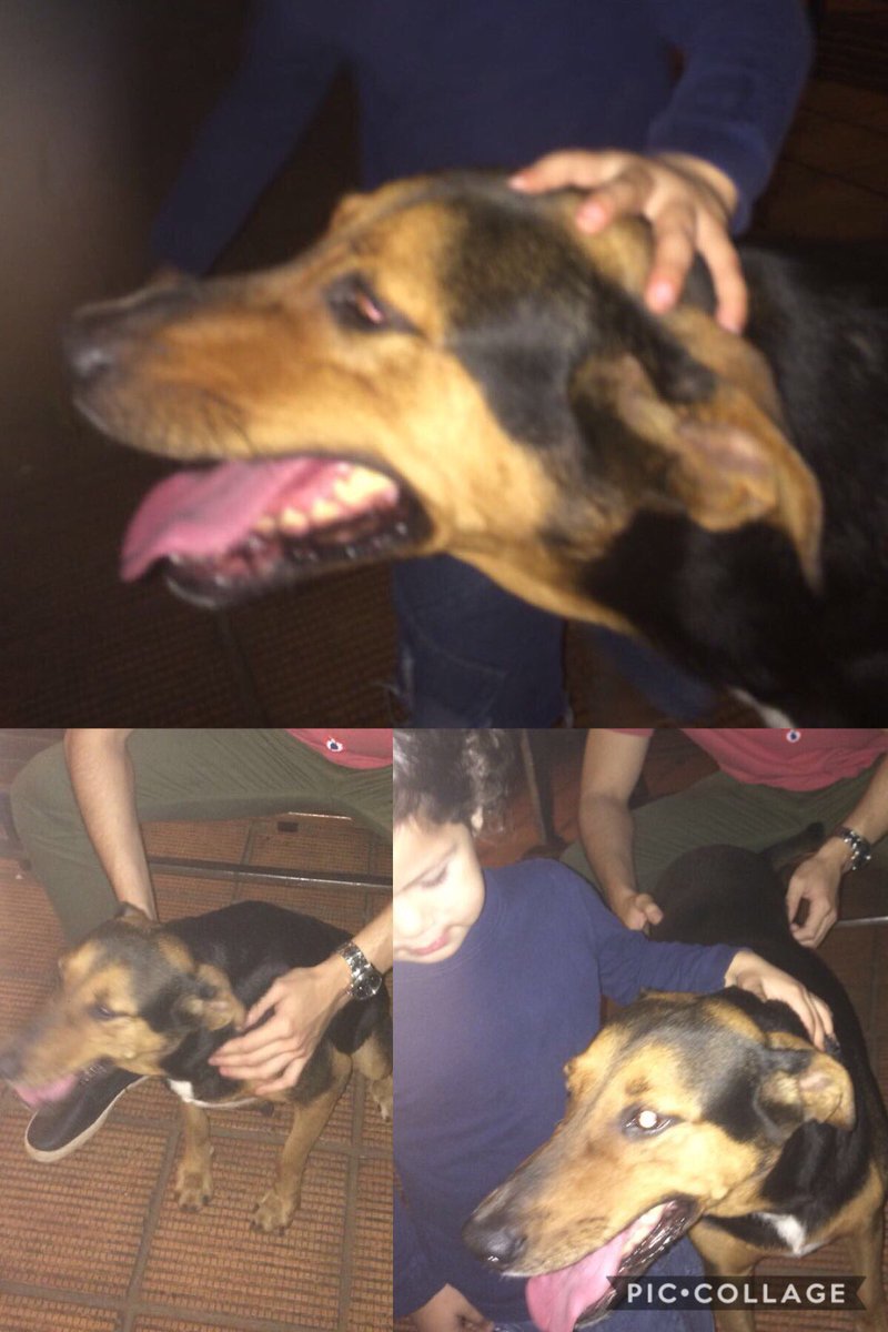 Se perdió en el barrio Villa Aurelia de Asunción, tiene 11 años y es muy miedosa, queremos que vuelva a su casa. Hay recompensa, llamar al 0981737753. Agradecería bastante que RT