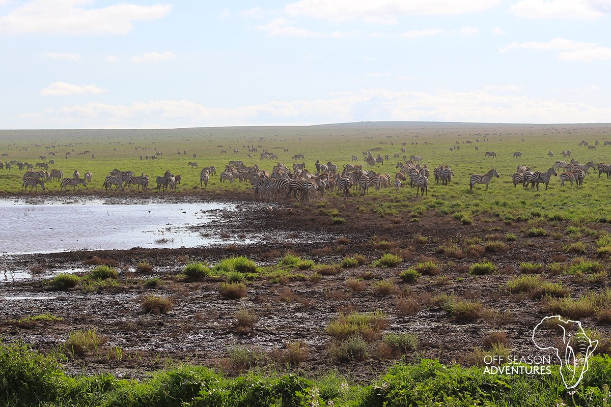 OSA_Tours's tweet photo. Zebra as far as the eye can see! #Tanzania #Serengeti #travel #Zebra #endlessplains #ttot #tourism #travelphotography https://t.co/IgAQV4fYTw
