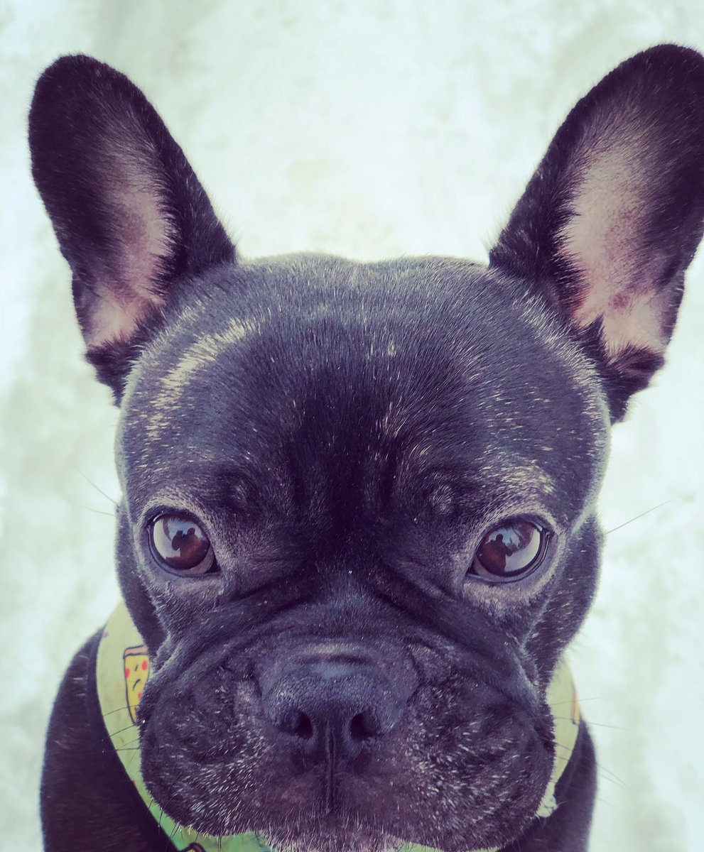 breethefrenchie's tweet photo. What? I love snow:) Whats your favorite snow game! I like to chase the snowflakes and also Sometimes I eat snow π€ͺπ€ͺ Well I am a bulldozder;) #bulldog #frenchie #breethefrenchie #frenchieportrait #studio905 https://t.co/gcTSMsZ34L