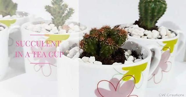 cwcreationstt's tweet photo. Valentine's Day is almost here and our #succulents are going fast! Order your Succulent in a Tea Cup today, for just $50 each.

#uniquegifts #cwcreationstt https://t.co/PNE9VKtTXe https://t.co/QhDFs0l093