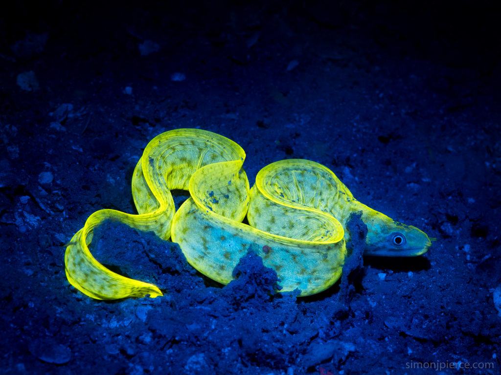 fotofigophoto's tweet photo. Explore the unseen world with your ultraviolet photography. Learn simple tips and tricks in photographing fluorescence at https://t.co/CWHF3Z1G0v. 
#ultravioletphotography #flowers #underwater #photography #fluorescence #pictureperfect #creativity #emission #lighteffect #nature https://t.co/GKE5tKEE7i