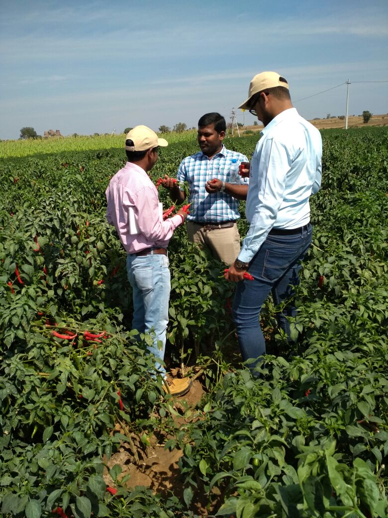 KalashSeedsIND's tweet photo. Field Update: Our Marketing and R&amp;D team members are doing field visit in Kurnool area on our Chilly variety BSS 355. https://t.co/biyUSY0RAo