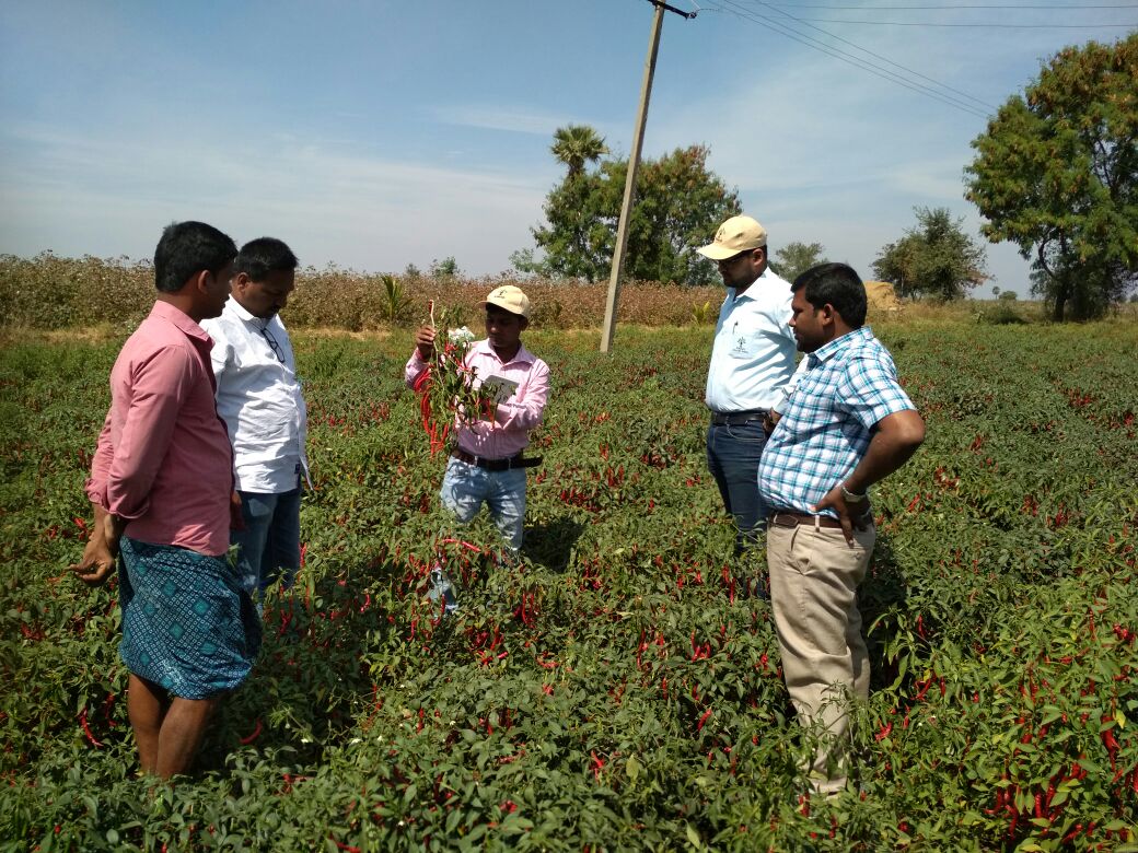 KalashSeedsIND's tweet photo. Field Update: Our Marketing and R&amp;D team members are doing field visit in Kurnool area on our Chilly variety BSS 355. https://t.co/biyUSY0RAo
