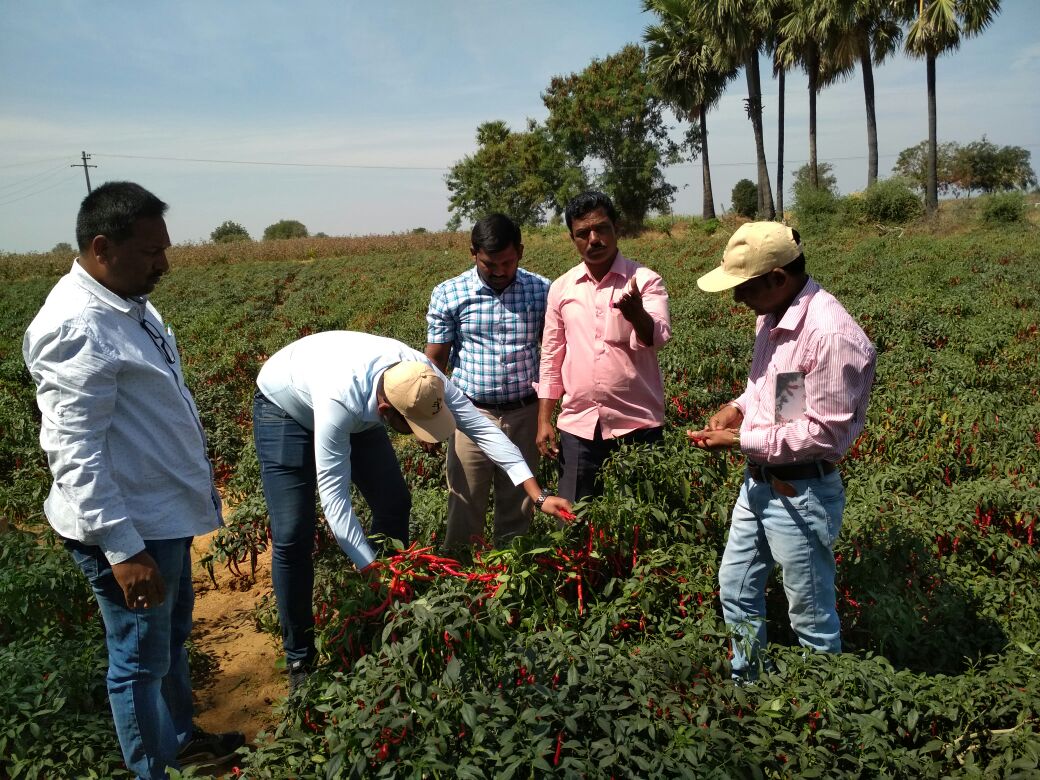 KalashSeedsIND's tweet photo. Field Update: Our Marketing and R&amp;D team members are doing field visit in Kurnool area on our Chilly variety BSS 355. https://t.co/biyUSY0RAo