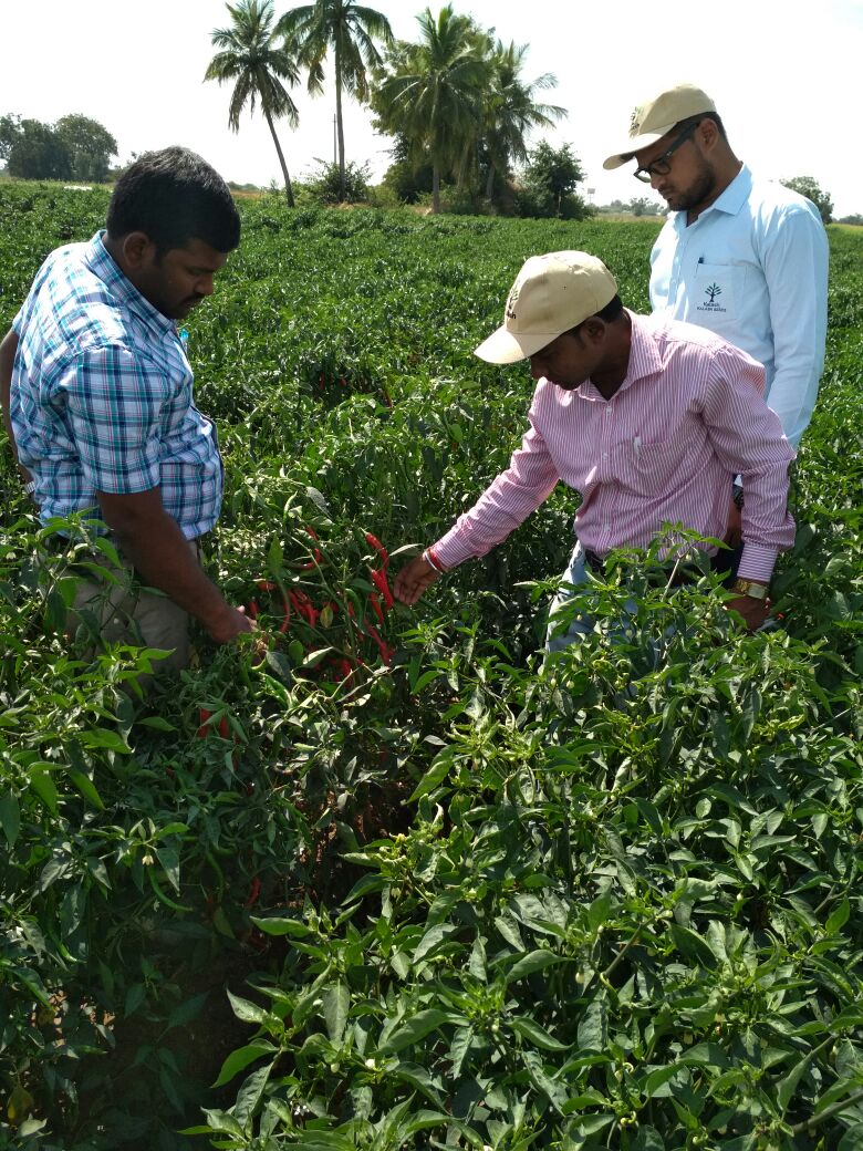 KalashSeedsIND's tweet photo. Field Update: Our Marketing and R&amp;D team members are doing field visit in Kurnool area on our Chilly variety BSS 355. https://t.co/biyUSY0RAo