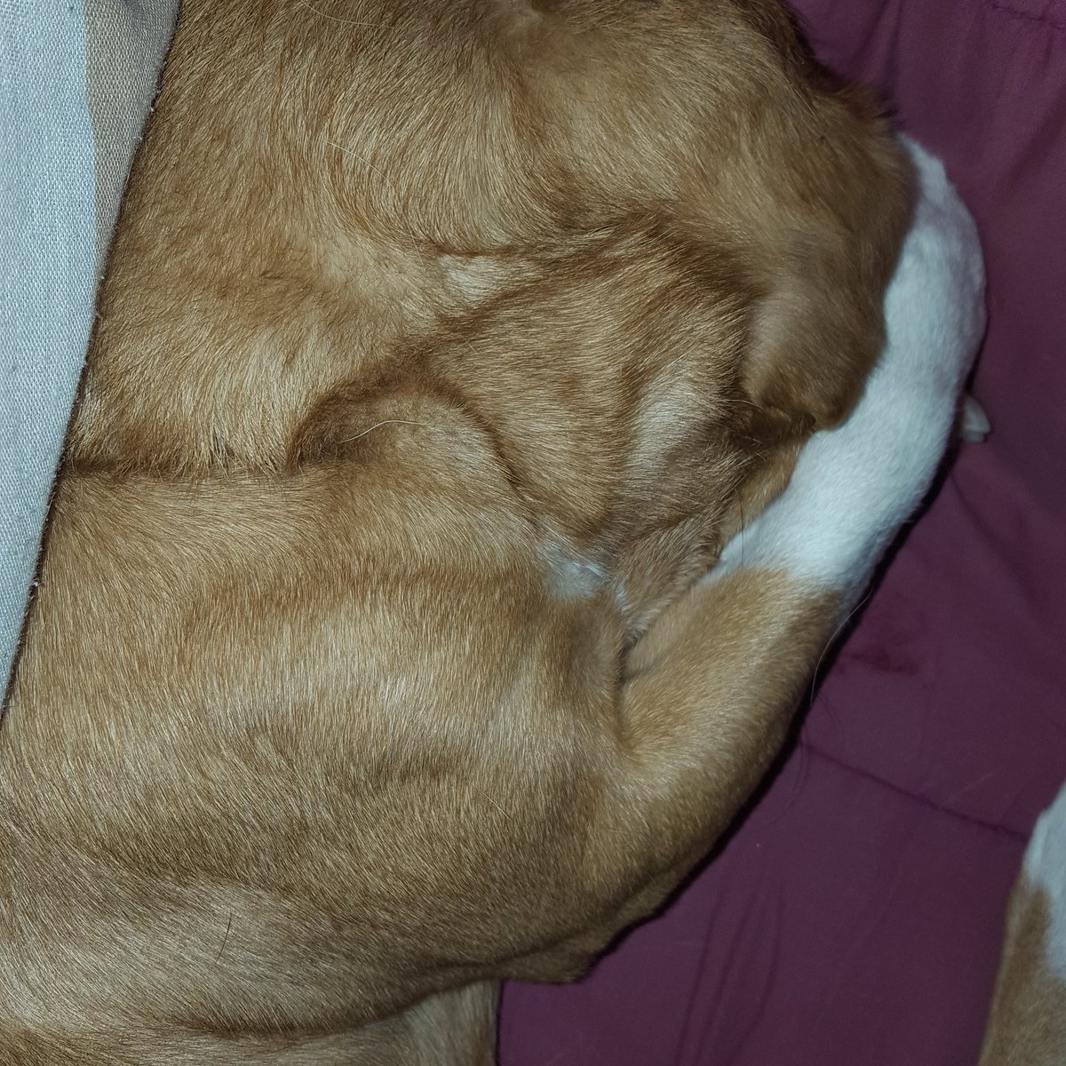ThePuppyBoo's tweet photo. 🙈🙈
.
#Puppy #dog #Dogs #dogsoftwitter #PUPPIES #puppylove https://t.co/jY03xMve7z