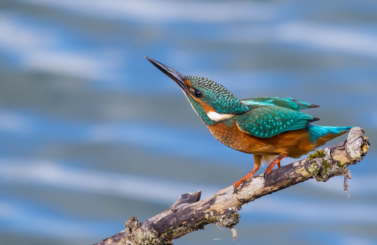 1cogs's tweet photo. Kingfisher #birds #canon #sigma #wow #bird #ukbird #nature #birdwatching #photography #wildlife #Winterwatch #photooftheday #picoftheday https://t.co/IZsdg0neAU
