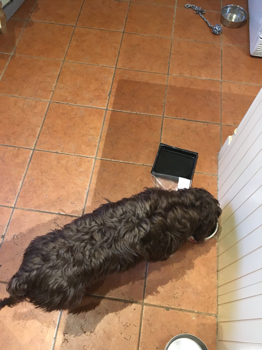 AngusCockapoo's tweet image. In addition to my breakfast today, I helped myself to 300g of sliced chicken. Was supposed to go into human sandwiches, but who cares?