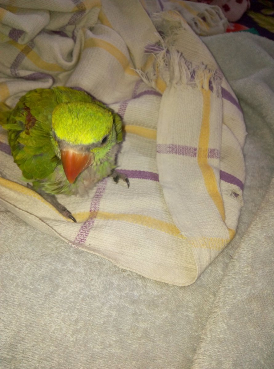 Baby Animal (@babyanimal2) on Twitter photo 