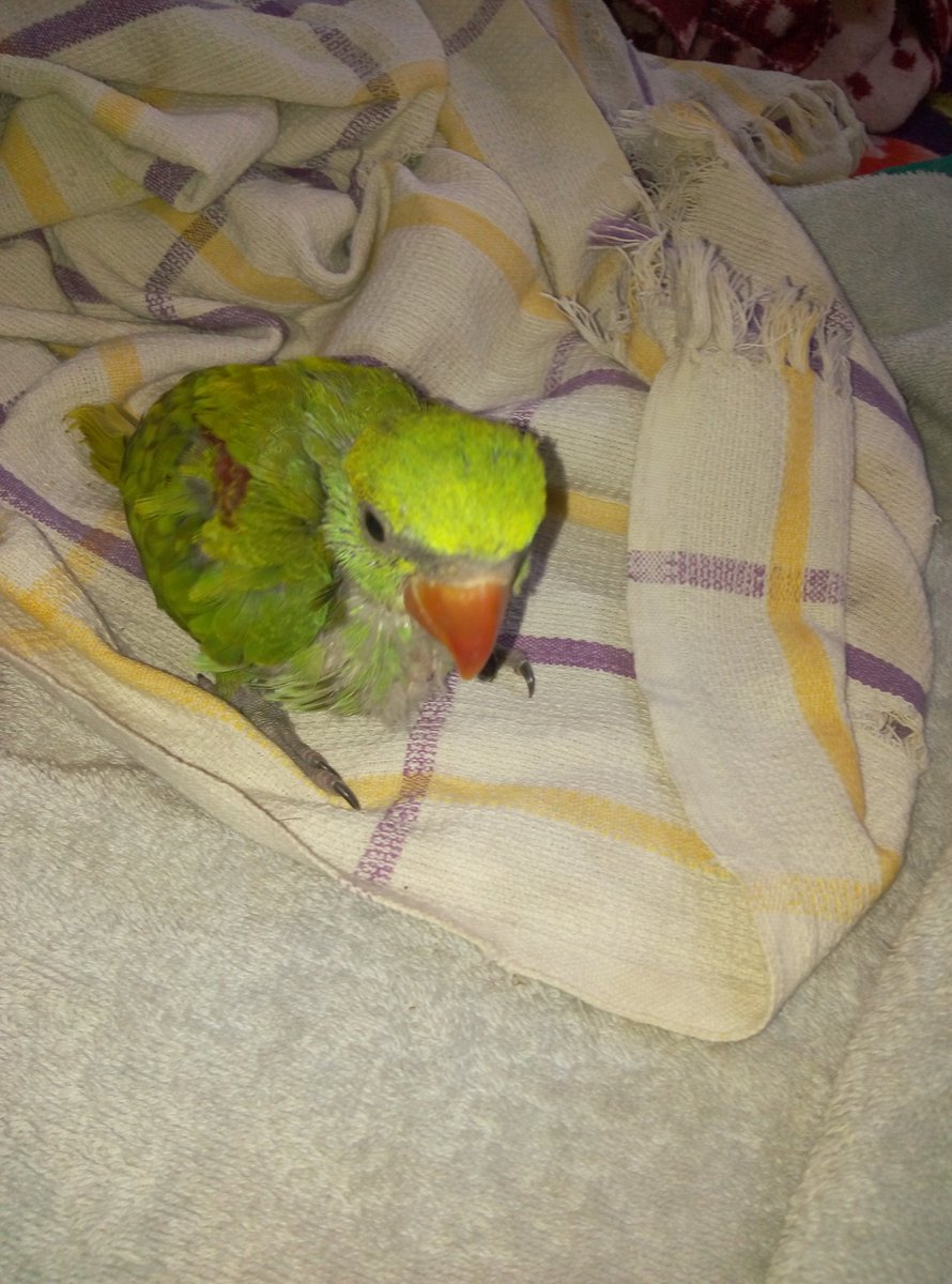 Baby Animal (@babyanimal2) on Twitter photo 