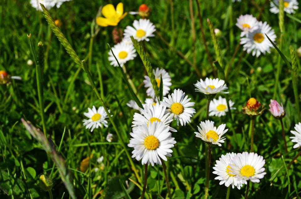 BarraDistillers's tweet photo. Good morning from a cold and wet Isle of Barra. These winter months really have dragged on haven't they! Never mind spring will soon be upon us. Here's a lovely spring picture to cheer you up on this cold and wet Wednesday morning.
#isleofbarradistillers #barraging #isleofbarra https://t.co/Si3tF6Q0rE