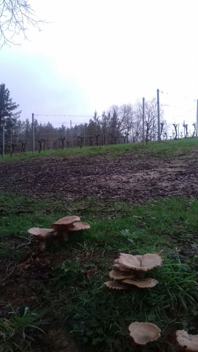 El mes más lluvioso desde 1950 no afecta a nuestras #viñas incluso atrae nuevos "visitantes"!!