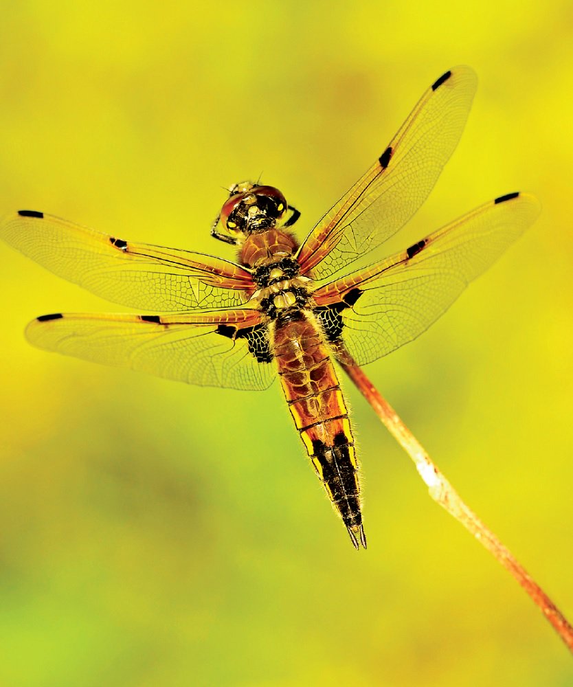 FotoVideo tweet media