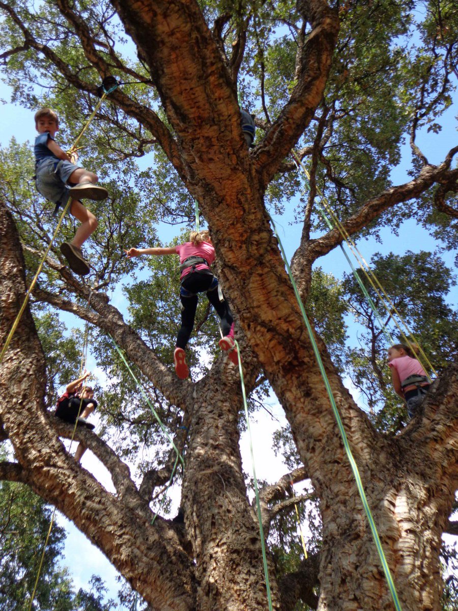 domainedurayol's tweet photo. Dès ce dimanche, "Grimpez dans les arbres" du #Jardin, découvrez des points de vue uniques sur le Jardin. Une #activité ludique et #pédagogique pour toute la #famille à la découverte des arbres du #Jardin, ces êtres sensibles. Activité accessible à tous ➡https://t.co/wZrOEwsYKT https://t.co/5O2icgrjg3