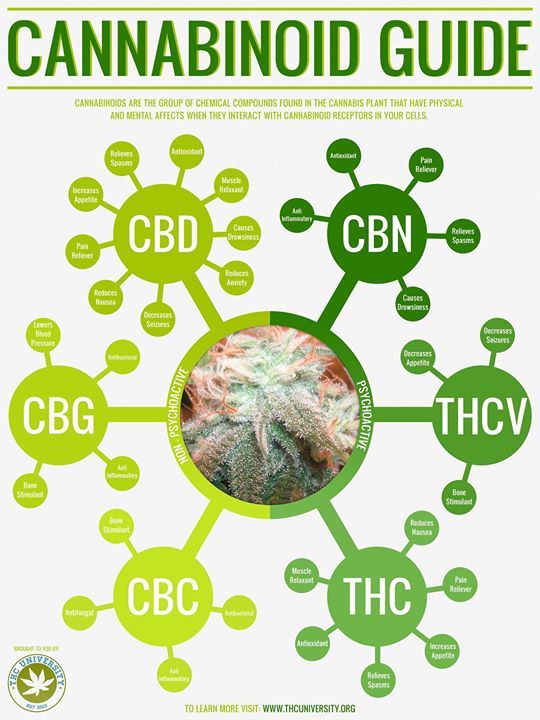 CTFOSmokeShop's tweet photo. cannabinoid Guide, do you know your Cannabinoid ? 
#weed #smoking #cannabis #bong #weedInfo 
#marijuana #CTFOSmokeShop #THC #WeedUK #Cannabinoid #CannabisInfo #MedicalCannabis https://t.co/TyT590o2oY
