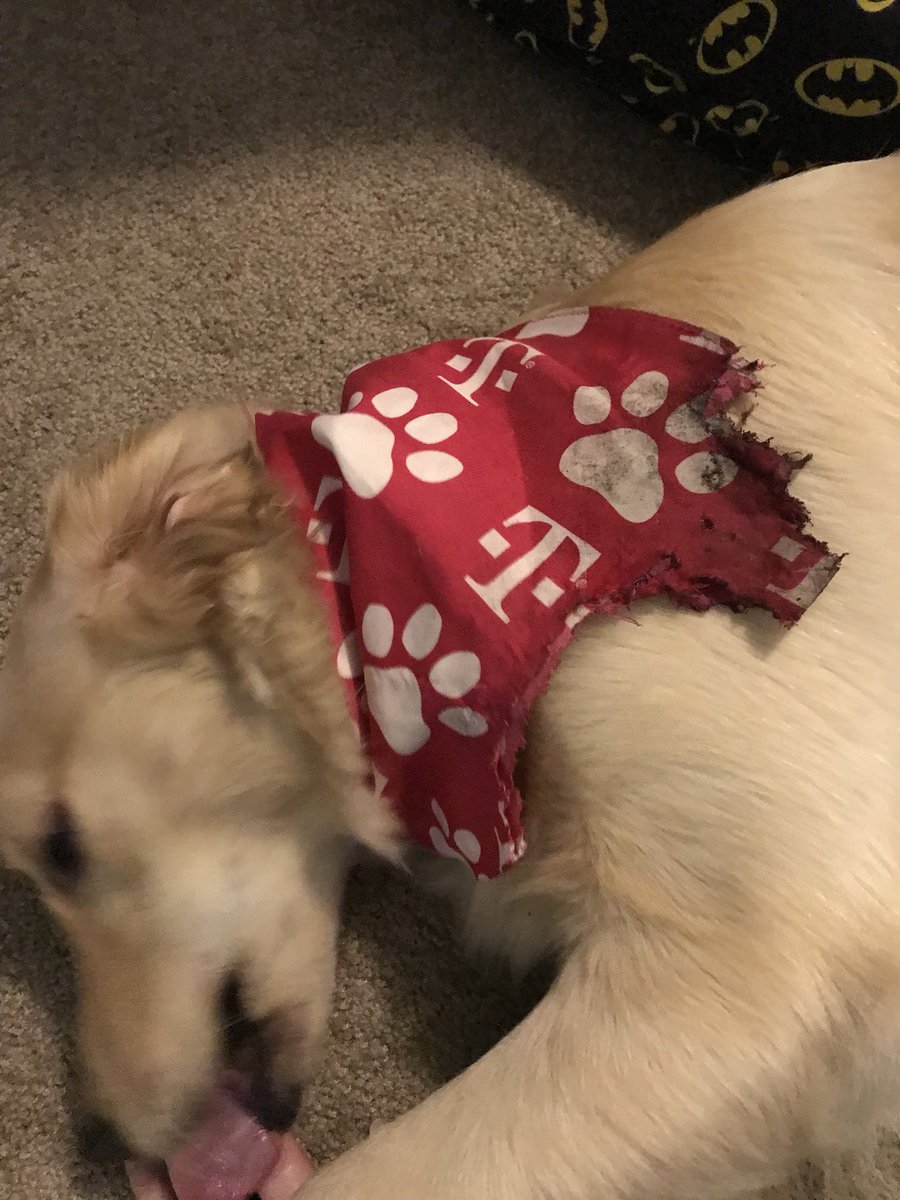 Mephistephales's tweet photo. @TMobile So my puppy ate her t-mobile bandana... https://t.co/EQj76drcZC