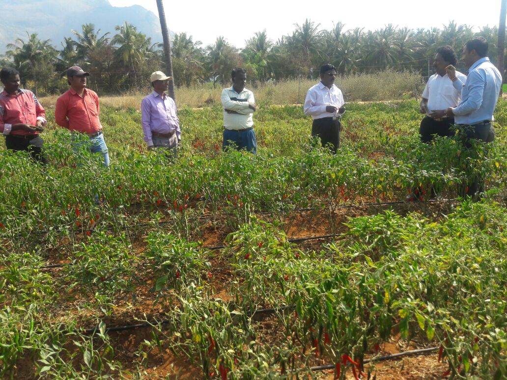 KalashSeedsIND's tweet photo. Field Update: Our team of experts interacted to understand the quality of product. Field inspection on Chilly 'BSS 859' variety. https://t.co/rp7Hs7dZ1A