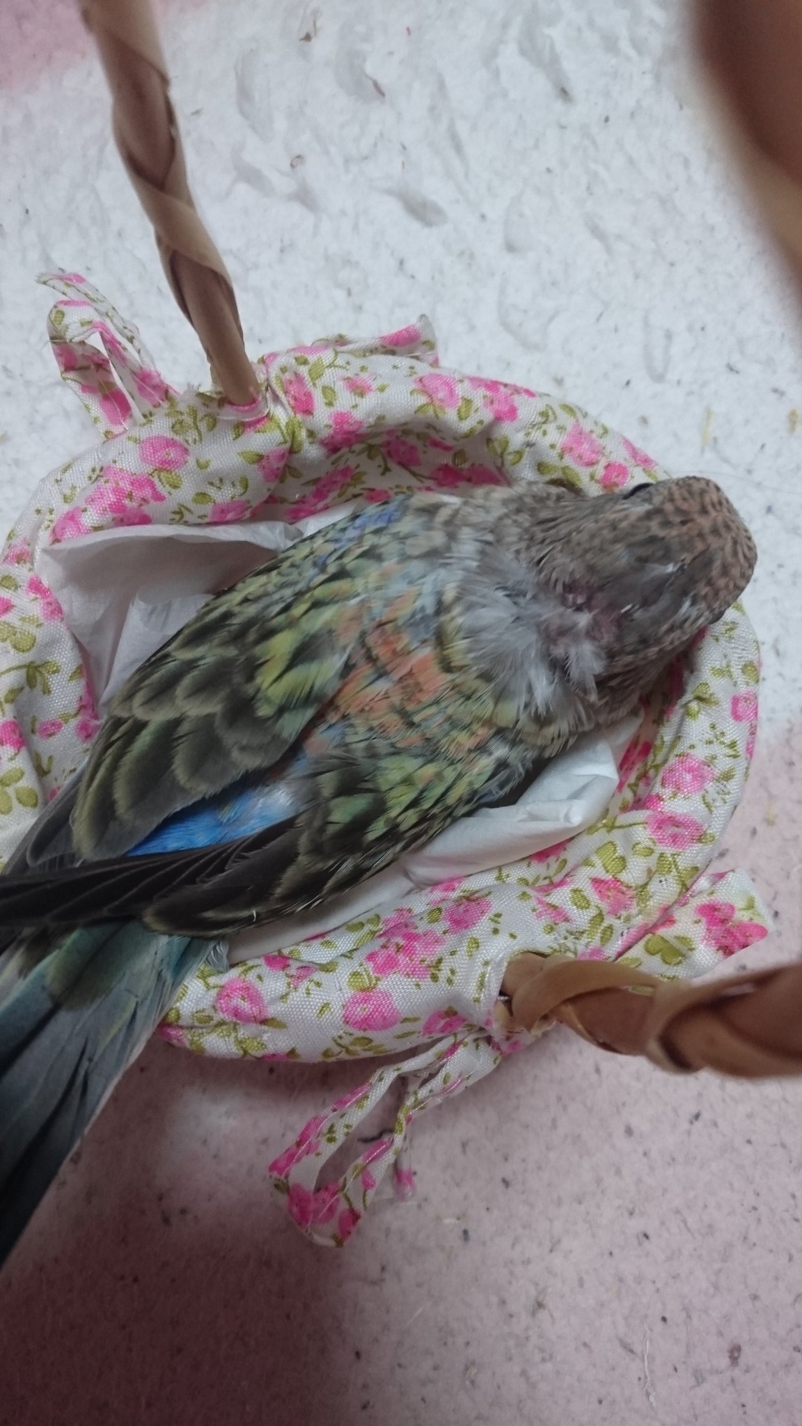ルビノールチノー Twitter Search Twitter