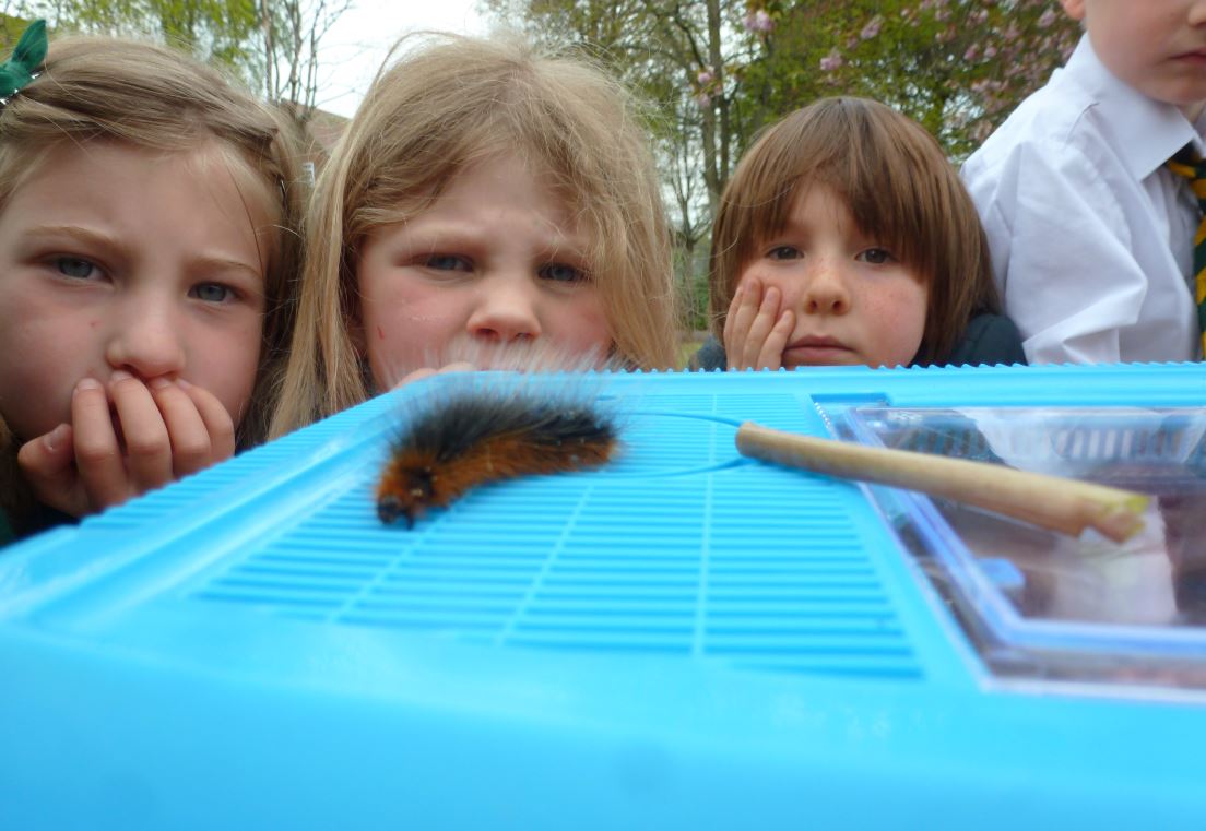 Butterfly Conservation's Kate Merry is coming to our Pollinators Conference for Schools on 26/3 to talk about the Munching Caterpillars Project – this education project works to connect kids to nature through the world of butterflies and moths. See more: bit.ly/2DvmX6B
