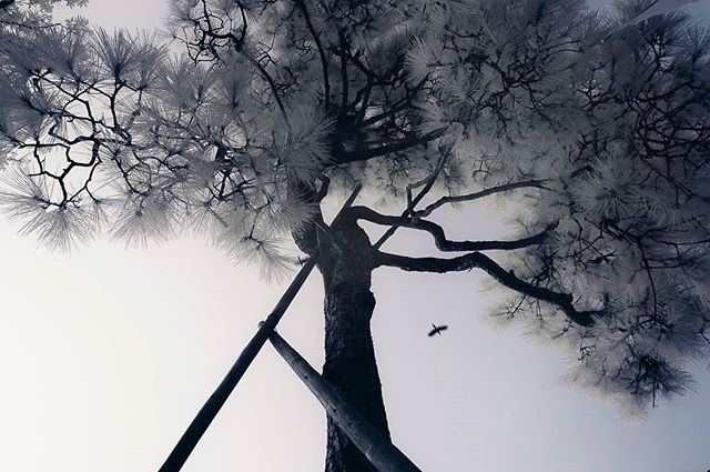 macoteauT's tweet photo. pine
#snap #street #japan #tokyo #infrared #nex5n #zeiss #macoteau #streetphoto #streetphotography #igersjp #wu_japan #instagood #urbanscape #thecreatorclass #inspirationcultmag #ig_japan #urbanphotography #shootermag_japan #photooftheday #team_jp_ #1x … https://t.co/gLSnoKgXmM https://t.co/nNR6DfpEv1