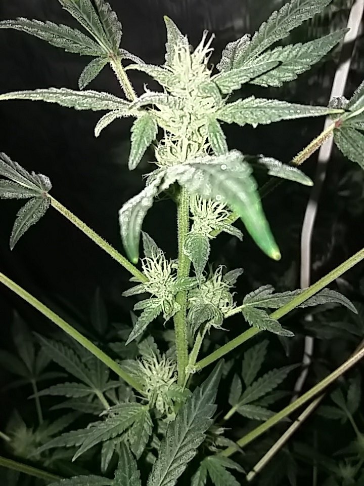 Mrweedmaker tweet media