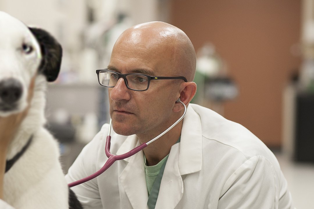 VetTopics's tweet photo. Pets and pot don't mix. Sleepiness, lethargy and a “drunken” stupor are warning signs that you need to call a vet ASAP.  @WCVMToday specialist Dr. Kevin Cosford talks about the complications and treatment of a pet that has ingested pot here: https://t.co/XapOONyTuf https://t.co/m2ZTTDAdDL