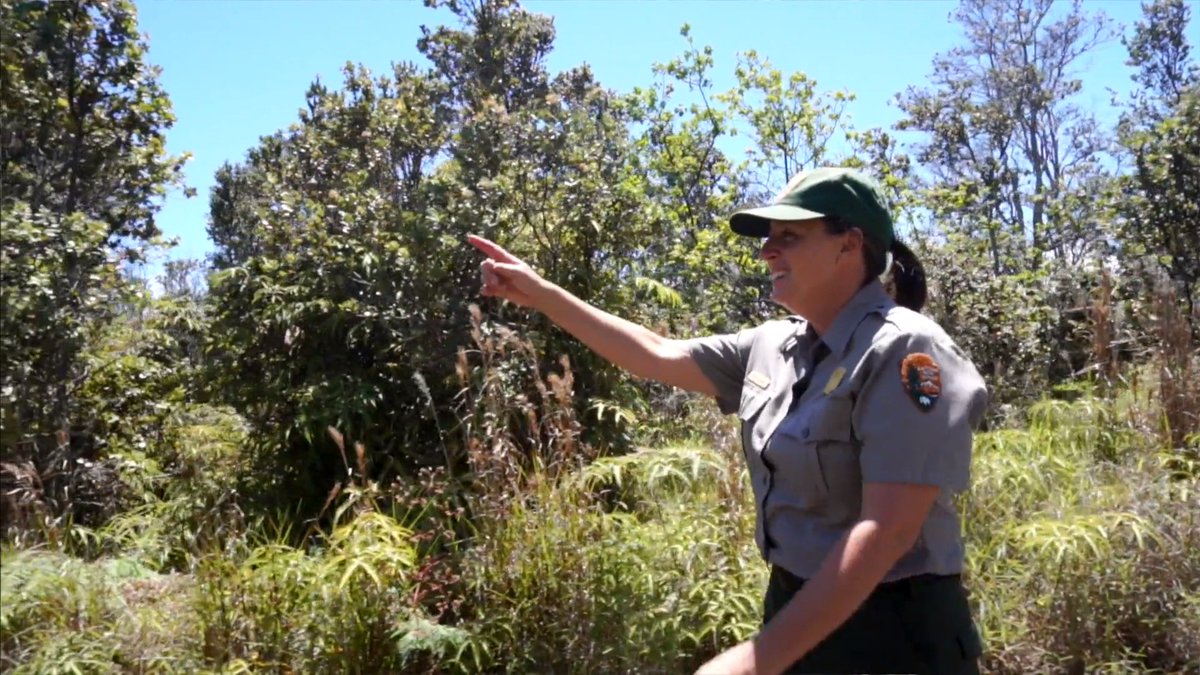 pforeman20's tweet photo. #WednesdayWisdom...I love National Parks, especially @Volcanoes_NPS for your help with this beautiful Climate Adaptation Video! Shout out to @origmedia for your brilliant master piece! Mahalo nui loa! #HITAI #PICCCpartnership https://t.co/O72AVN5Zhu https://t.co/yjpv0WO4IQ