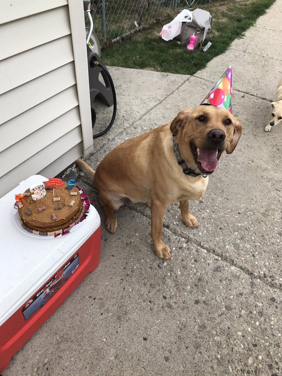 ejswanson03's tweet photo. @kaitlynbristowe This is our "puppy" Piper! She is about 90 pounds and will only sleep on your face! She is the most spoiled (yes I did throw a bday party for her) and most sweet dog around! 😍 https://t.co/2ipvdUJ1cf