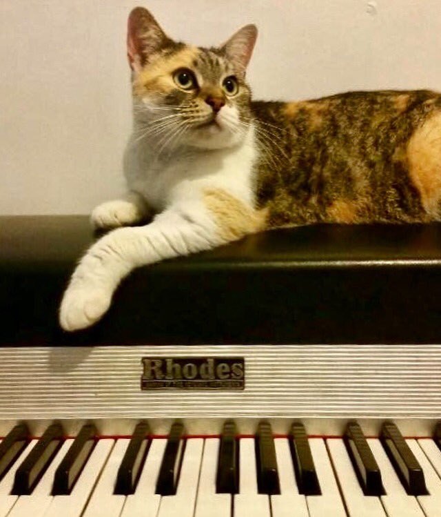 RhodesStory's tweet photo. Rhodes Cats ... where u at?!

If u ❤️ Rhodes ... hit us back!

#rhodescats #whereuat #ifyoulove #rhodes #hitusback #cat #rhodespiano #rhodesplayers #catlovers #rhodeslovers #rhodesgirls #whatsnewpussycat #meow #rhodessound #getdown #nothingsoundslikearhodes #playthat #getback https://t.co/XGhEFfPEXt