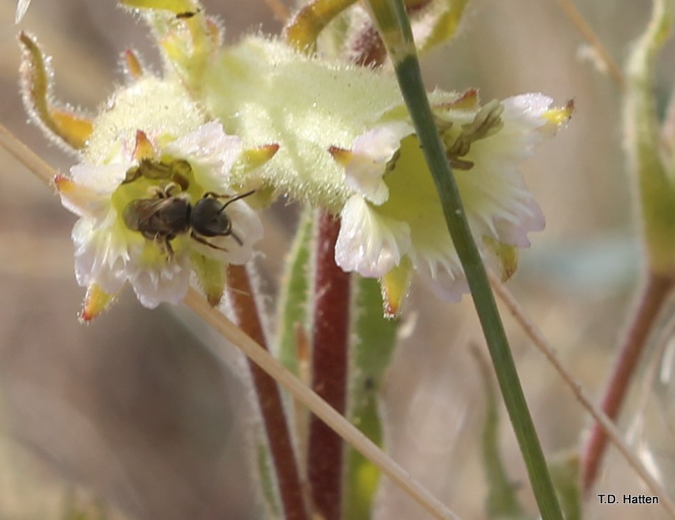 InvertEco's tweet photo. Visit our Facebook site or website to learn how we help clients and interested parties to understand their pollinators and pollination systems.  
https://t.co/ioYMBC2Ab6
https://t.co/vLzF8X2Qbl https://t.co/PieB1Qg2WT