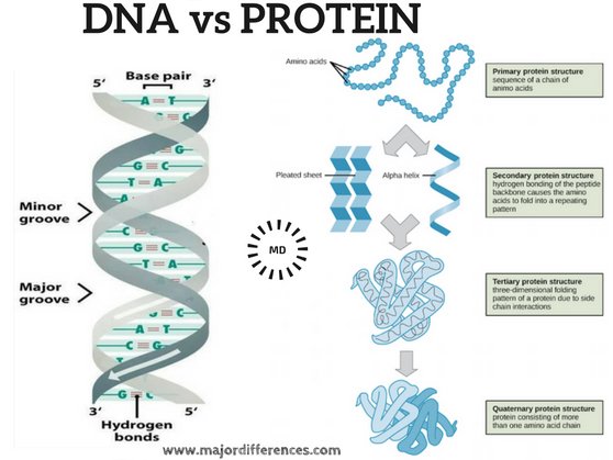 BiologyExams4U's tweet photo. How is DNA different from protein? see the difference #biology #apbio #igcse #neet #gcse #edexcelbio #DNA #protein #biochemistry #biochem https://t.co/SH1f4gyFVa https://t.co/FMTeogE06v