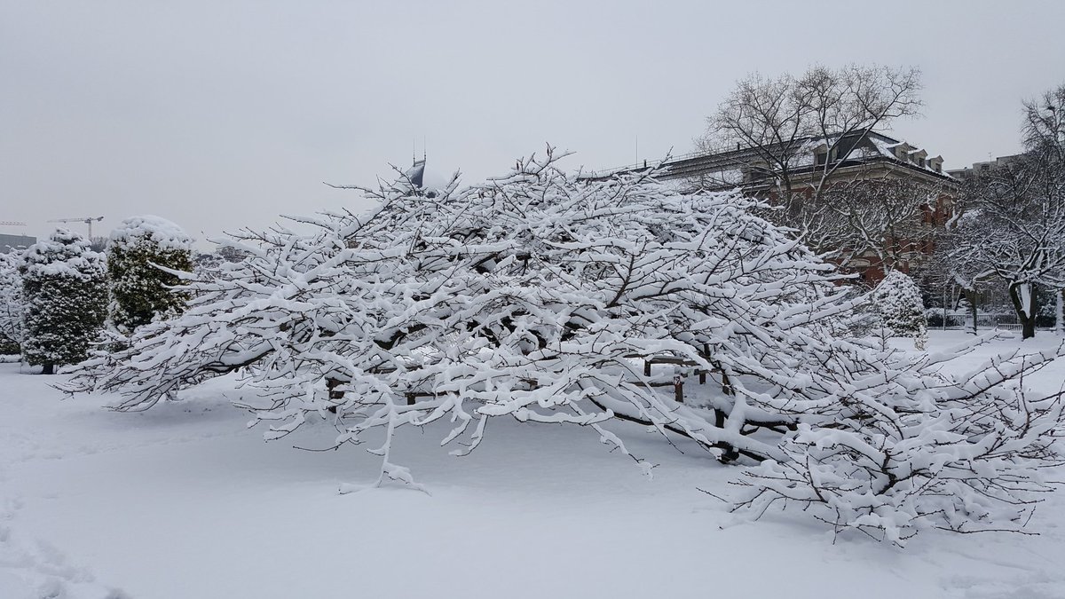 franckaltmeyer's tweet photo. Le Jardin des Plantes fermé au public, immobile sous la #neige #Paris #Jardindesplantes #Muséum https://t.co/UH5am0wp2a