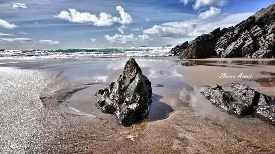 Sharon Mowat Driscoll tweet media