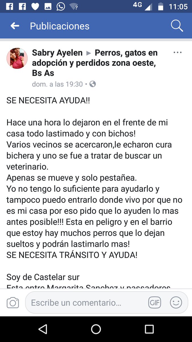 refugioenalerta's tweet photo. Perro con bichera en #castelar vecinos le echan curabichera nada más, necesita urgente at veterinaria https://t.co/864QyFrnjT