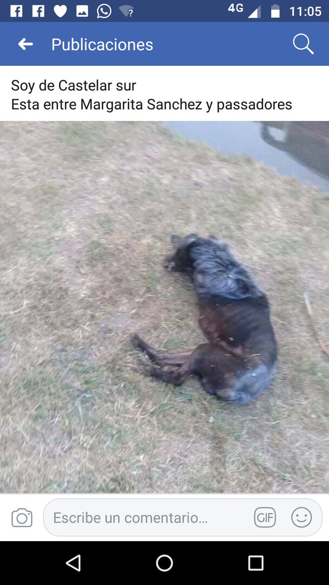 refugioenalerta's tweet photo. Perro con bichera en #castelar vecinos le echan curabichera nada más, necesita urgente at veterinaria https://t.co/864QyFrnjT
